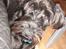 Riesenschnauzer willum 21/10-2007- 14/11-2018 ?? - mig du mener????