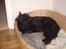 Riesenschnauzer willum 21/10-2007- 14/11-2018 ?? - dejligt med en lur