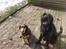 Riesenschnauzer willum 21/10-2007- 14/11-2018 ?? - 26-03-09 forår på terasesen.
