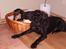 Riesenschnauzer willum 21/10-2007- 14/11-2018 ?? - hans bedste ven tessi som også er min hund