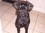 Riesenschnauzer willum 21/10-2007- 14/11-2018 ?? - hundeguf tak...