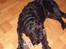 Riesenschnauzer willum 21/10-2007- 14/11-2018 ?? - knudetov er nu meget sjove.....