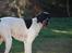 Pointer Victor