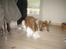 Shetland sheepdog Palmestranden's Citha