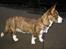 Welsh corgi cardigan Klunte - 9 måneder er blevet en stor pige:-)