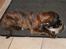 Boxer Berta - Doven spisning :b !