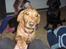 Labrador retriever trunte
