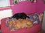 Labrador retriever trunte