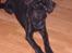 Riesenschnauzer willum 21/10-2007- 14/11-2018 ?? - så fin