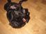 Riesenschnauzer willum 21/10-2007- 14/11-2018 ??