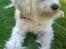 Chinese crested powder puff buster {R.I.P} - buster ligger oven på min dyne og slapper af .. (: