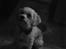 Chinese crested powder puff buster {R.I.P} - madglad :D