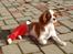 Cavalier king charles spaniel Clasic Star Citha RIP 30-7 2017 - 2 dage efter op
