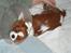 Cavalier king charles spaniel Clasic Star Citha RIP 30-7 2017 - op i dag