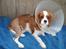 Cavalier king charles spaniel Clasic Star Citha RIP 30-7 2017 - godt det ikke er mig
