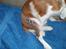 Cavalier king charles spaniel Clasic Star Citha RIP 30-7 2017 - det ser fint ud