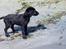 Flat coated retriever Morris - Morris ved fjorden i løgstør.