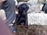Flat coated retriever Morris - Morris ved fjorden i løgstør.