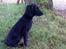 Flat coated retriever Morris - Morris sidder og kigger. sikkert på kattene! d;