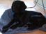 Flat coated retriever Morris - Morris med et af hans elskede tæpper.