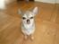 Chihuahua Hamlet - Mon mor kan se jeg lige har støvsuget gulvet for gamle madrester??
