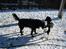 Flat coated retriever Smilla R.I.P <3.. - smilla og bella i sneen