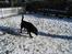 Flat coated retriever Smilla R.I.P <3.. - smilla i sneen