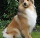 Shetland sheepdog Linda