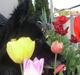 Groenendael Black Shadow