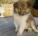 Shetland sheepdog Palmestranden's Citha