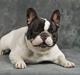 Fransk bulldog Blance Noir´s Pumba