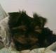 Yorkshire terrier lady
