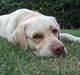 Labrador retriever Gismo