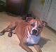 Amerikansk staffordshire terrier /Amstaff. Skurk