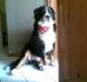 Berner sennenhund Basse H