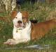 Amerikansk staffordshire terrier Basse <3 †Himmelhund†