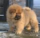 Chow chow Stagebo's X-Factor(Magnus