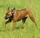 Rhodesian ridgeback Kuzonga's Eunike - R.I.P.