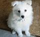 Samojedhund Kiwi  (hvalp)