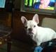 Fransk bulldog Zulo