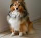 Shetland sheepdog Spirens Diva