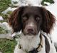 Engelsk springer spaniel Mathilde