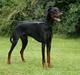 Dobermann Kaizo