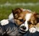 Papillon Mollie