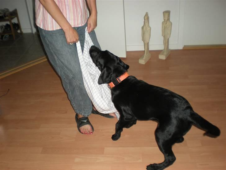 Labrador retriever (gl. dansk) Arthur  - Giv mig det viskestykke mor billede 11