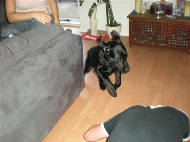 Labrador retriever (gl. dansk) Arthur  - ATTACK billede 12