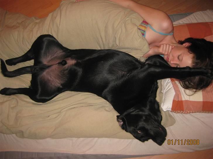 Labrador retriever (gl. dansk) Arthur  - hmm, elsker at sove med min familie billede 13