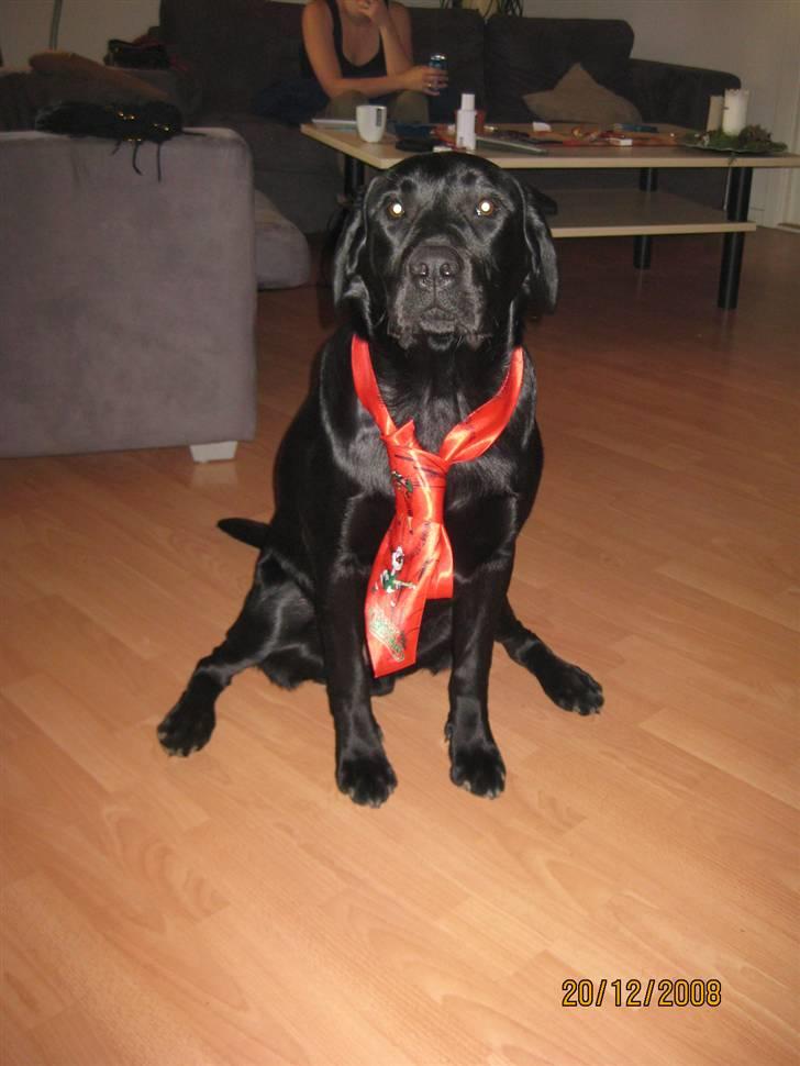 Labrador retriever (gl. dansk) Arthur  - Ja jeg skal vel oss være smart op til jul billede 14