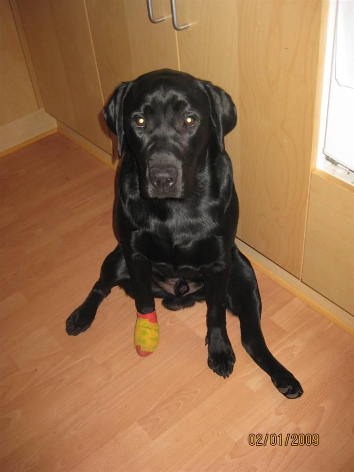 Labrador retriever (gl. dansk) Arthur  - hjemme igen efter operation i poten.. awaw billede 15