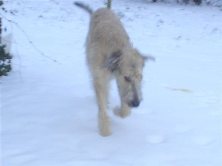 Irsk ulvehund Victor billede 17